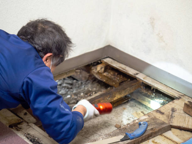Best Mold Removal Near Me  in Hubbard, TX