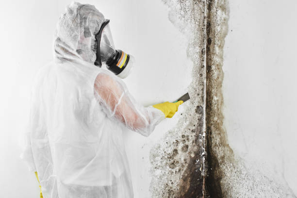 Best Emergency Mold Removal  in Hubbard, TX