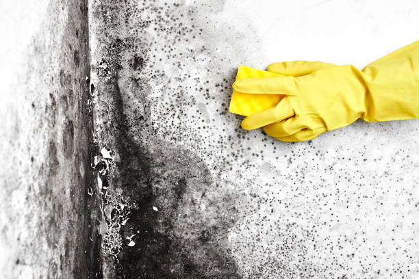 Best Certified Mold Removal  in Hubbard, TX