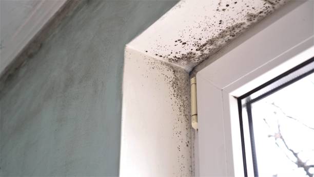 Best Affordable Mold Removal  in Hubbard, TX