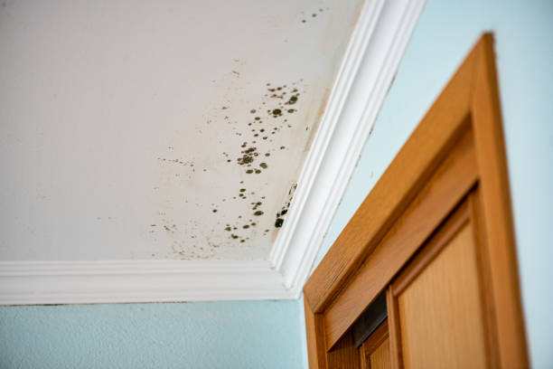 Best Best Mold Removal Companies  in Hubbard, TX