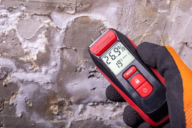 Best Fast Mold Removal  in Hubbard, TX