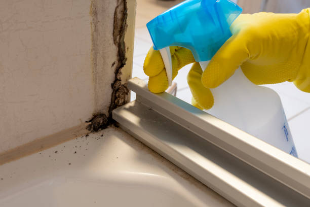 Certified Mold Removal in Hubbard, TX
