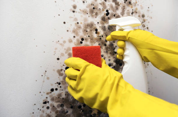 Best Crawl Space Mold Removal  in Hubbard, TX