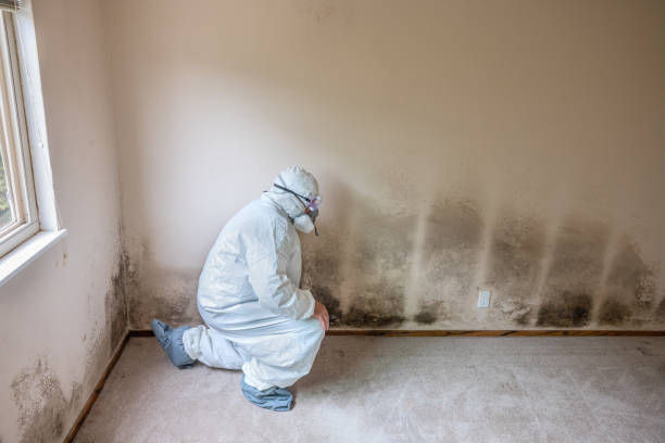 Best Same-Day Mold Removal  in Hubbard, TX