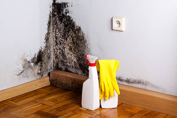 Best Attic Mold Removal  in Hubbard, TX
