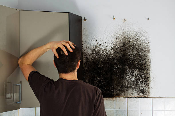 Best Fast Mold Removal  in Hubbard, TX